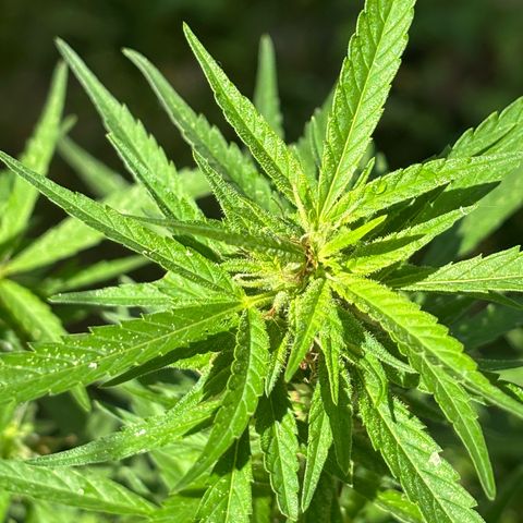 Genética desconocida growlog timeline photo
