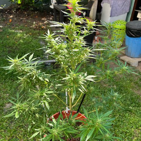 Genética desconocida growlog timeline photo