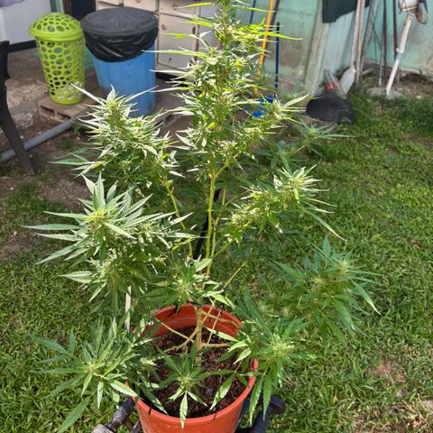 Genética desconocida growlog timeline photo