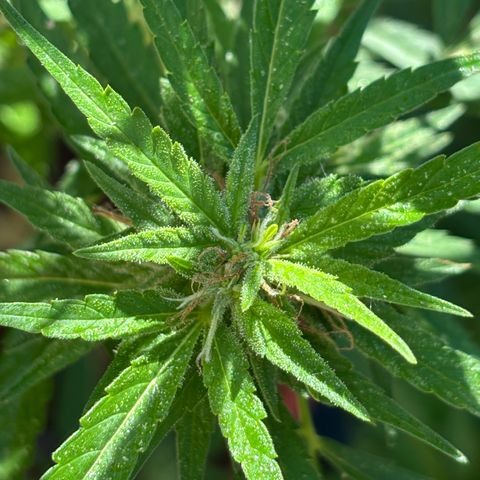 Genética desconocida growlog timeline photo