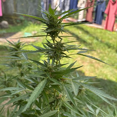 Genética desconocida growlog timeline photo
