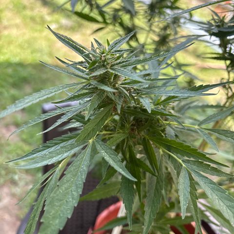 Genética desconocida growlog timeline photo