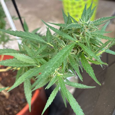 Genética desconocida growlog timeline photo