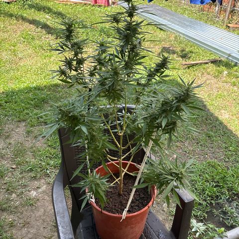Genética desconocida growlog timeline photo