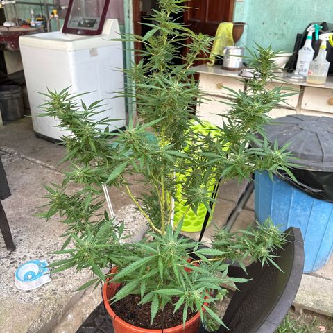Genética desconocida growlog timeline photo