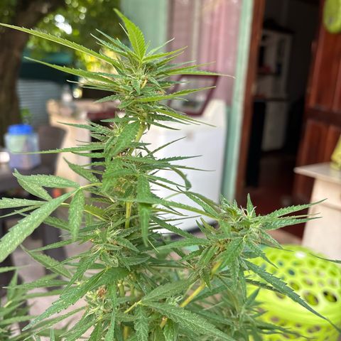 Genética desconocida growlog timeline photo