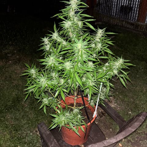 Genética desconocida growlog timeline photo