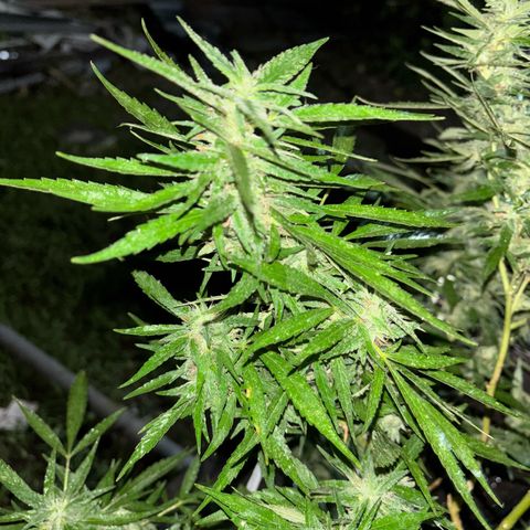 Genética desconocida growlog timeline photo