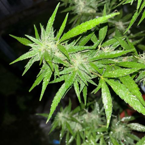 Genética desconocida growlog timeline photo