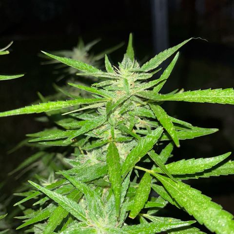 Genética desconocida growlog timeline photo