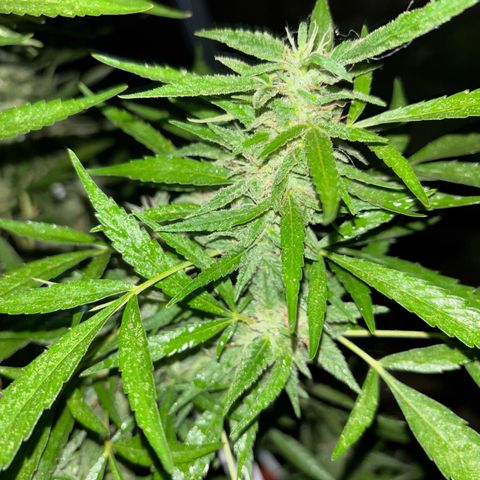 Genética desconocida growlog timeline photo