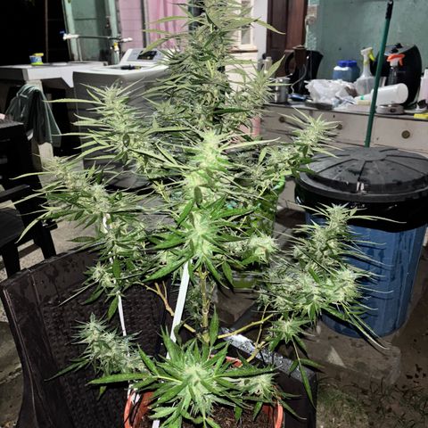 Genética desconocida growlog timeline photo