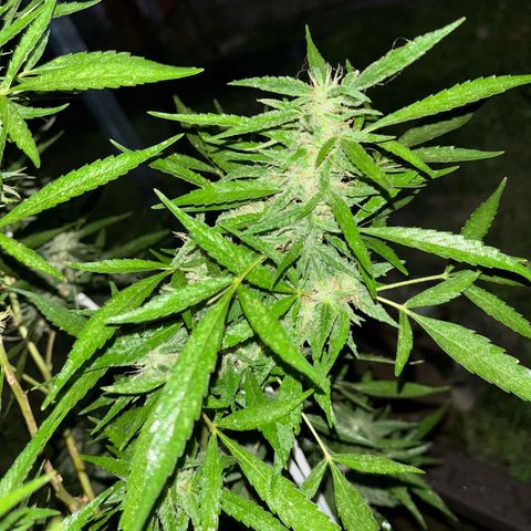Genética desconocida growlog timeline photo