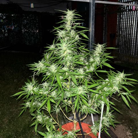 Genética desconocida growlog timeline photo
