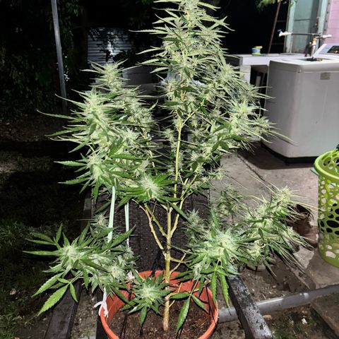 Genética desconocida growlog timeline photo