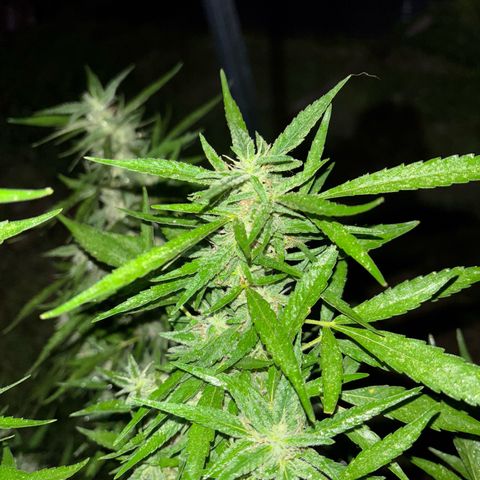 Genética desconocida growlog timeline photo