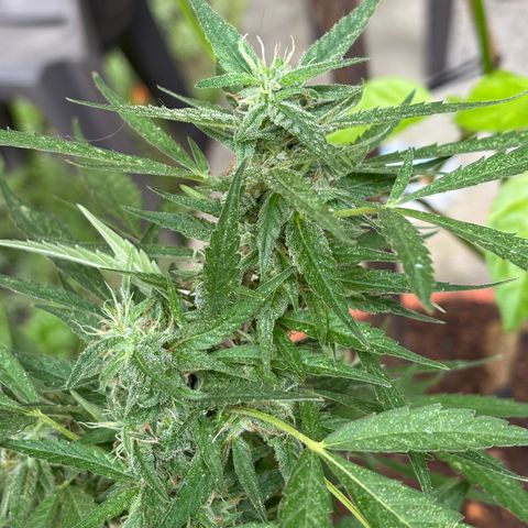 Genética desconocida growlog timeline photo