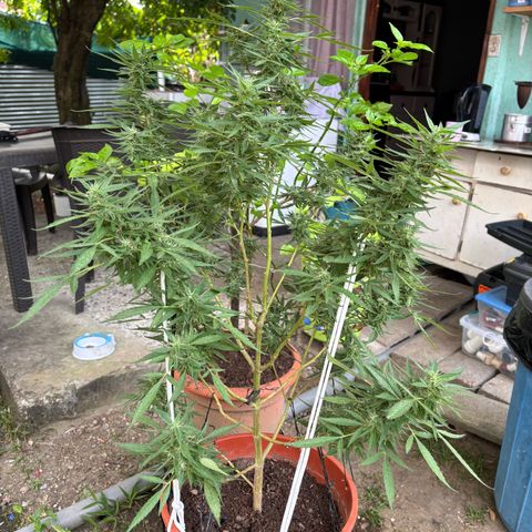 Genética desconocida growlog timeline photo