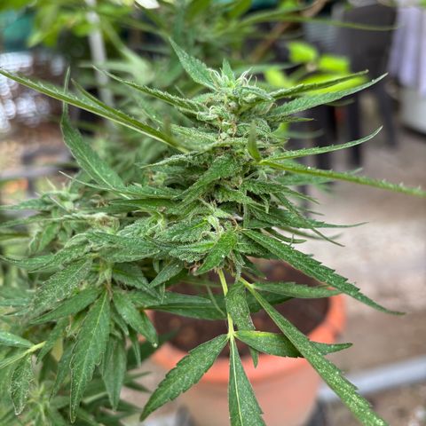 Genética desconocida growlog timeline photo