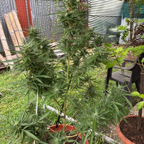 Genética desconocida growlog timeline photo