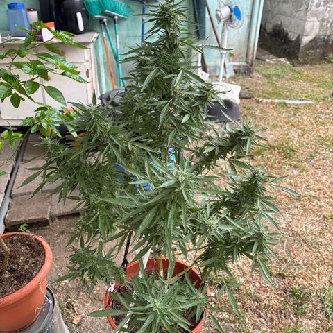 Genética desconocida growlog timeline photo