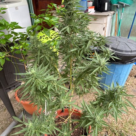 Genética desconocida growlog timeline photo