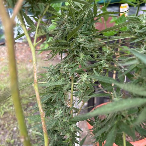 Genética desconocida growlog timeline photo