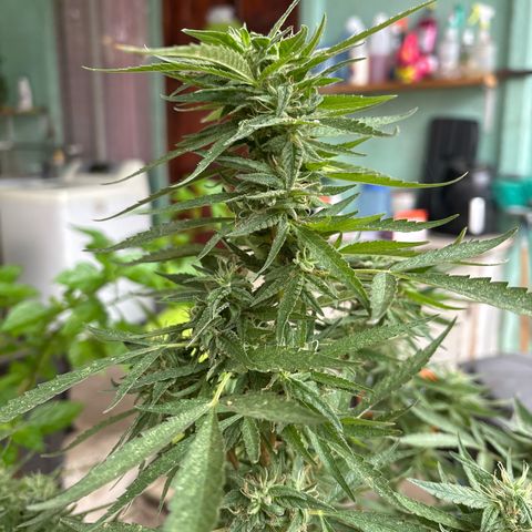 Genética desconocida growlog timeline photo