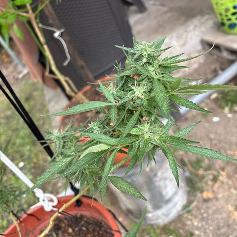 Genética desconocida growlog timeline photo