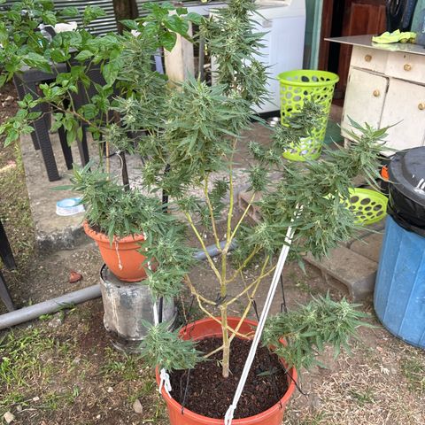 Genética desconocida growlog timeline photo