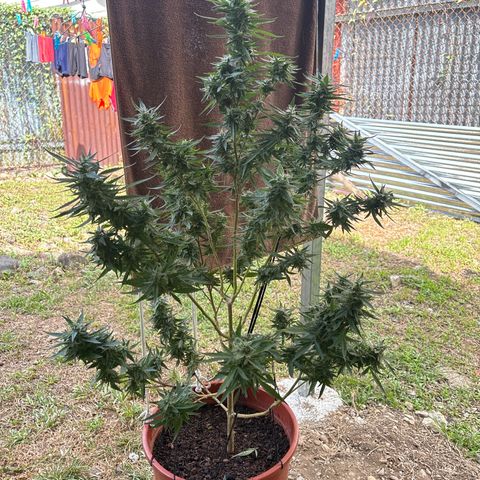 Genética desconocida growlog timeline photo