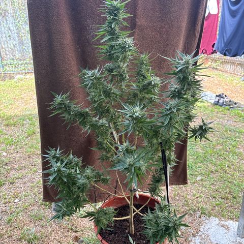 Genética desconocida growlog timeline photo
