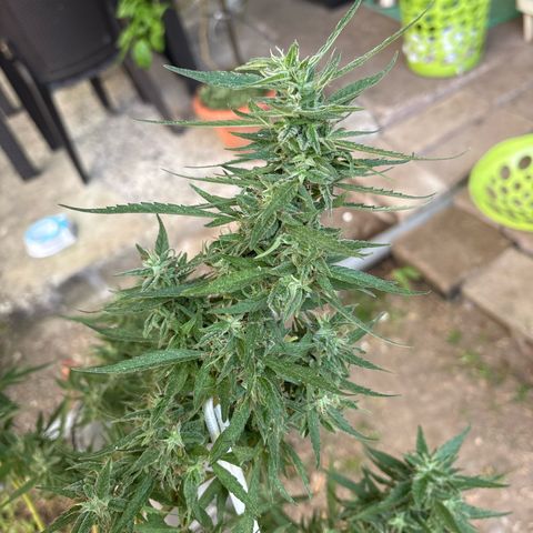 Genética desconocida growlog timeline photo