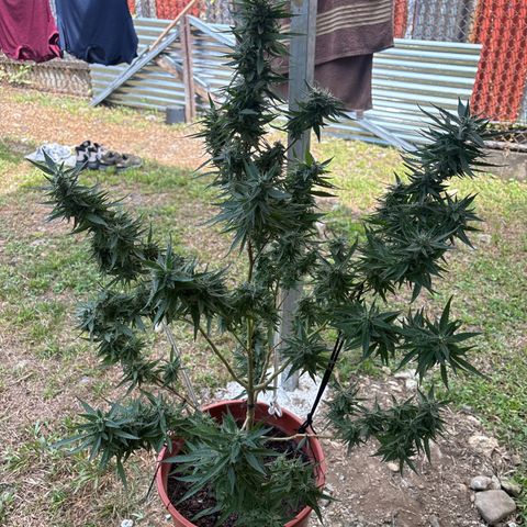Genética desconocida growlog timeline photo