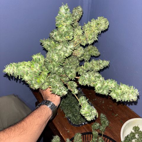 Genética desconocida growlog timeline photo