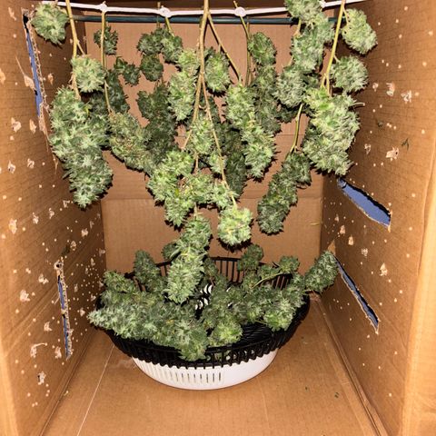 Genética desconocida growlog timeline photo