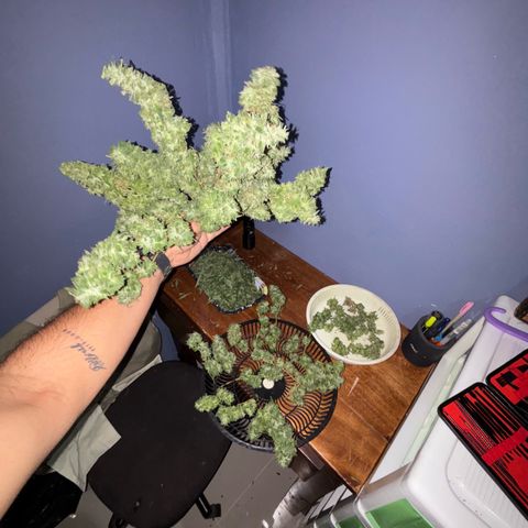 Genética desconocida growlog timeline photo