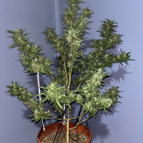 Genética desconocida growlog timeline photo