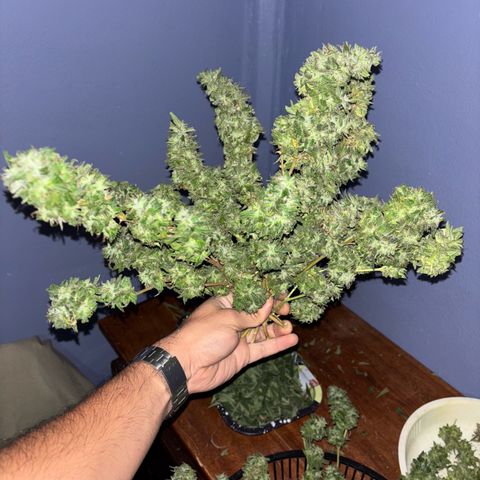 Genética desconocida growlog timeline photo