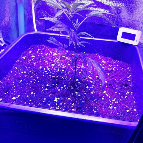 Cherry Punch growlog timeline photo