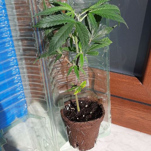 Cherry Punch growlog timeline photo