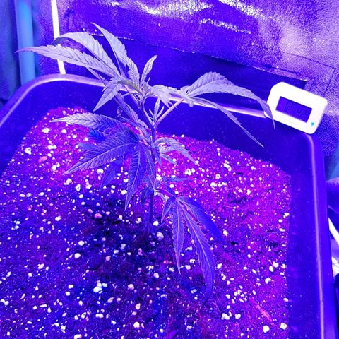 Cherry Punch growlog timeline photo