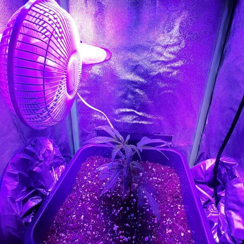 Cherry Punch growlog timeline photo