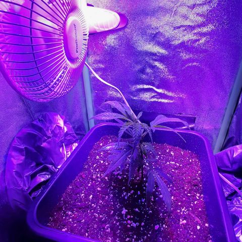 Cherry Punch growlog timeline photo