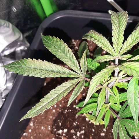 Cherry Punch growlog timeline photo