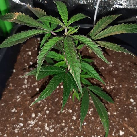 Cherry Punch growlog timeline photo