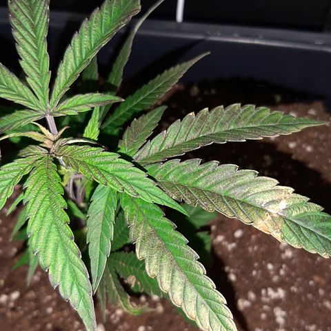 Cherry Punch growlog timeline photo