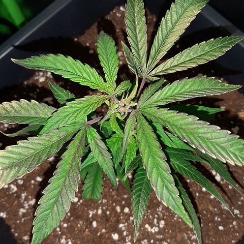 Cherry Punch growlog timeline photo
