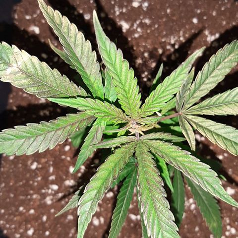 Cherry Punch growlog timeline photo