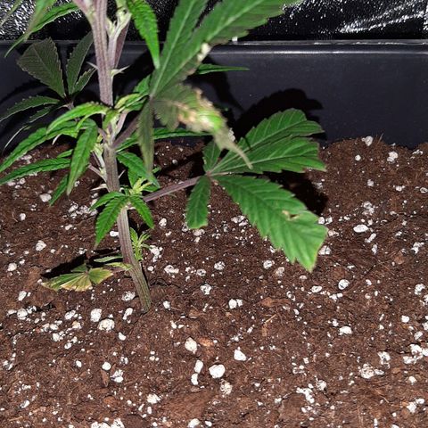 Cherry Punch growlog timeline photo